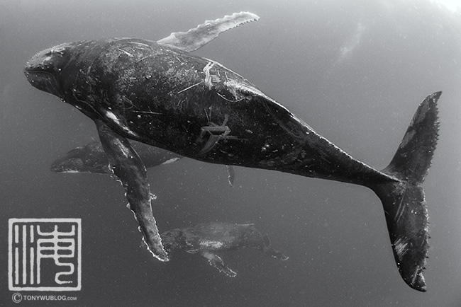 humpback whale male with scars